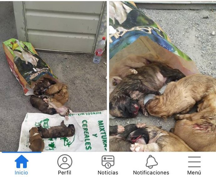 Imagen de los cachorros cuando fueron localizados