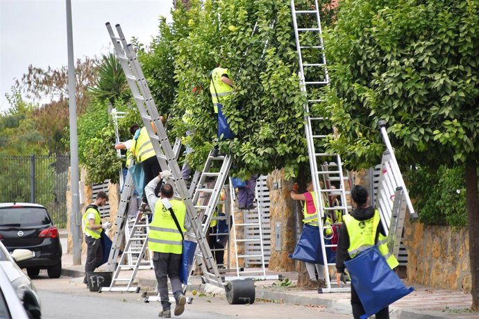 Recogida de naranjas amargas en Tomares, en Sevilla.