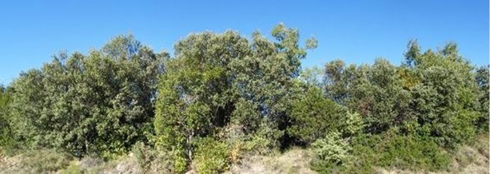 Panorama de uno de los sitios de estudio cerca de Agüero (Huesca). Se ven encinas y quejigos.