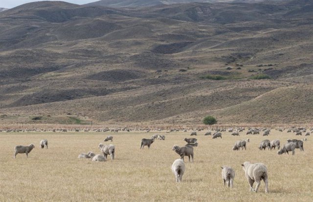 Ovejas pastando en un pastizal patagónico semiárido (Argentina).