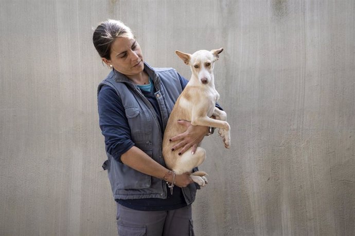 Perro abandonado