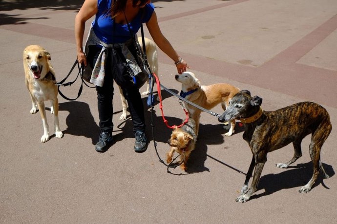 Una persona al carrer amb diversos gossos lligats