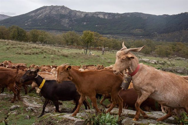 Unas cabras durante el pastoreo en el monte de Bustarviejo, a 9 de noviembre de 2022, en Bustarviejo, Madrid (España). En Bustarviejo se encuentra la quesería La Caperuza. La Caperuza es un proyecto de dos mujeres emprendedoras, Concha y Laura, y combina 