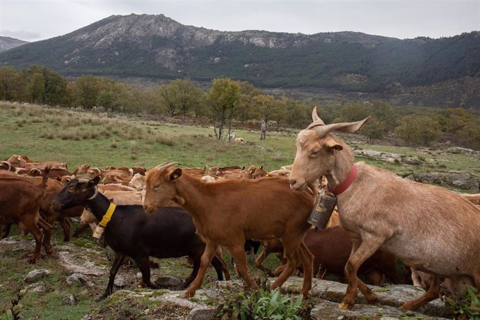 Unas cabras durante el pastoreo en el monte de Bustarviejo, a 9 de noviembre de 2022, en Bustarviejo, Madrid (España). En Bustarviejo se encuentra la quesería La Caperuza. La Caperuza es un proyecto de dos mujeres emprendedoras, Concha y Laura, y combin