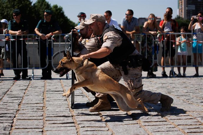 Archivo - Un perro realiza una demostración durante una exhibición de la Unidad Canina de Infantería de Marina de Madrid con motivo del Día de las Fuerzas Armadas, en la explanada del Puente del Rey en Madrid Río, a 11 de junio de 2022, en Madrid (Españ