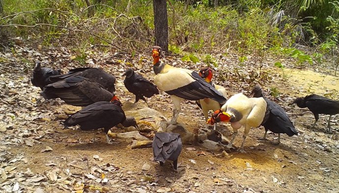 Un estudio demuestra cómo se comunican entre especies que usan distintos sentidos para localizar carroña