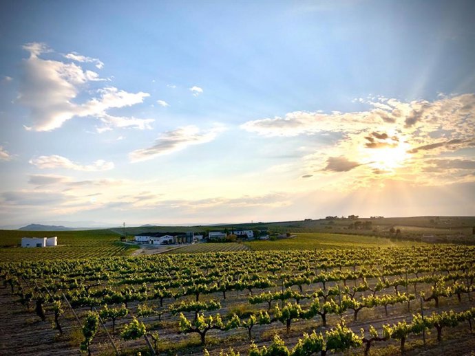 Archivo - Un viñedo.