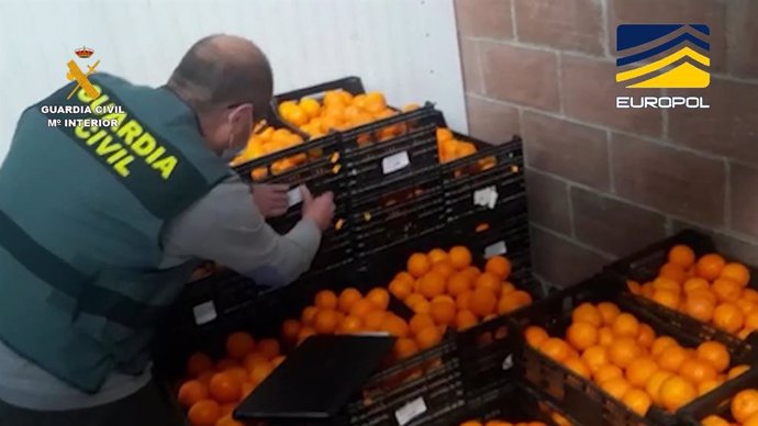 Archivo - Un agente de la Guardia Civil inspecciona naranjas procedentes de Egipto contaminadas con clorpirifos, un plaguicida cuyo uso está prohibido en la UE desde 2020.