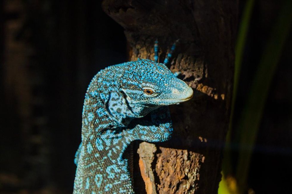 Varano azul