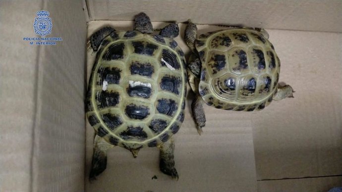 Tortugas abandonadas en el aeropuerto de Palma por una pasajera a la que la aerolínea impidió viajar con los animales