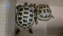 Una identificada por abandonar dos tortugas en el aeropuerto de Palma al impedir la aerolínea viajar con ellas