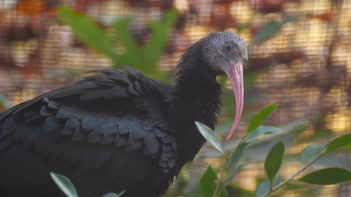 Ejemplar de ibis ermitaño