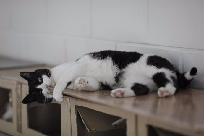 Archivo - Un gato tumbado, imagen de archivo 