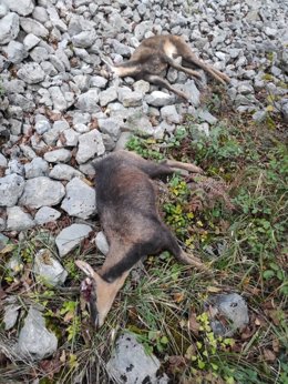Rebecos muertos abatidos por los furtivos, según los ecologistas.
