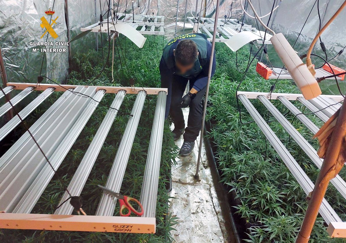 Desmantelan una plantación con 500 plantas de marihuana en el garaje de una vivienda de Guriezo