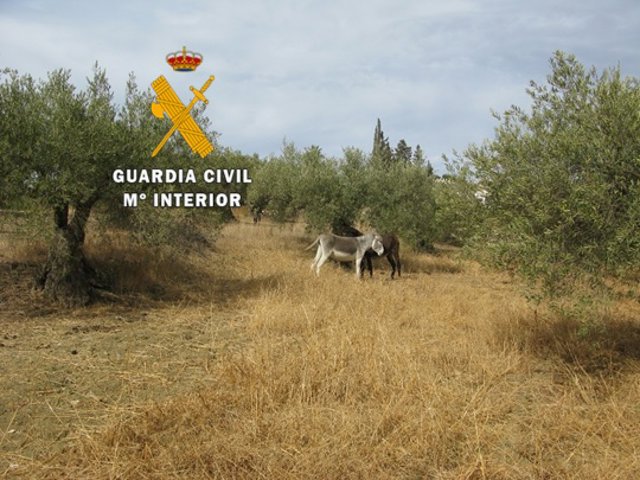 La Guardia Civil interviene 37 animales, entre ellos, 12 perros, diez gallos y once burros en Coín