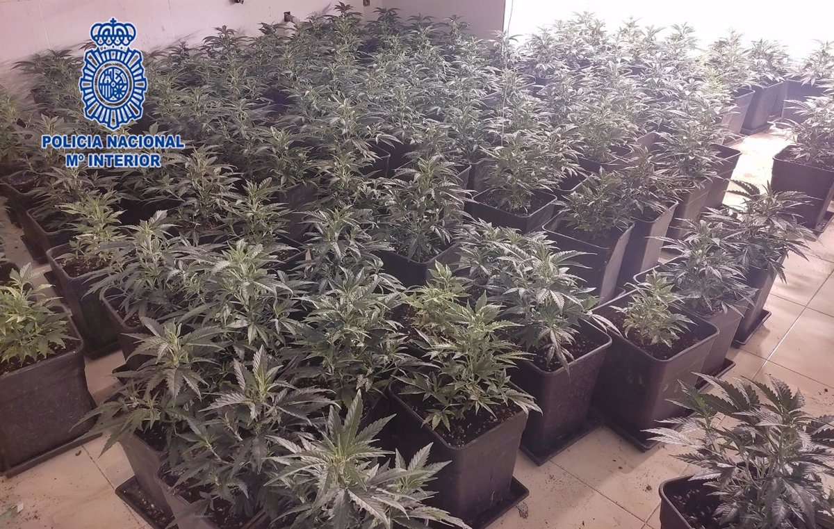 La Policía Nacional desmantela en Murcia una plantación interior de marihuana con 325 plantas