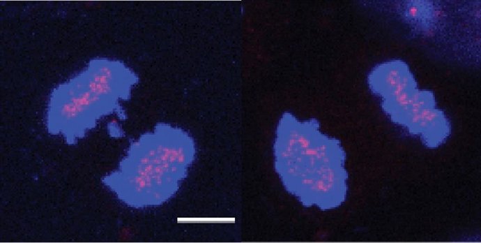 Un estudio identifica una enzima que evita que las células cometan errores durante la división celular