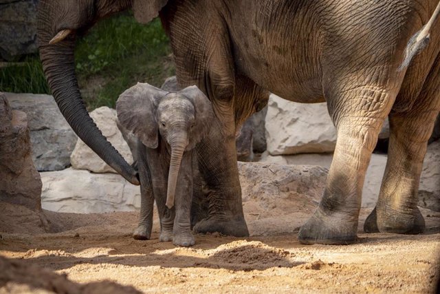 La cría de elefante nacida en Bioparc es hembra y se busca nombre