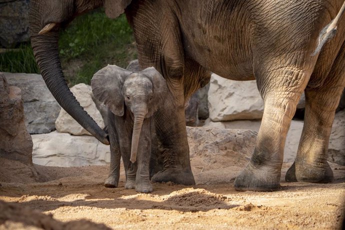 La cria d'elefant nascuda en Bioparc és femella i es busca nom