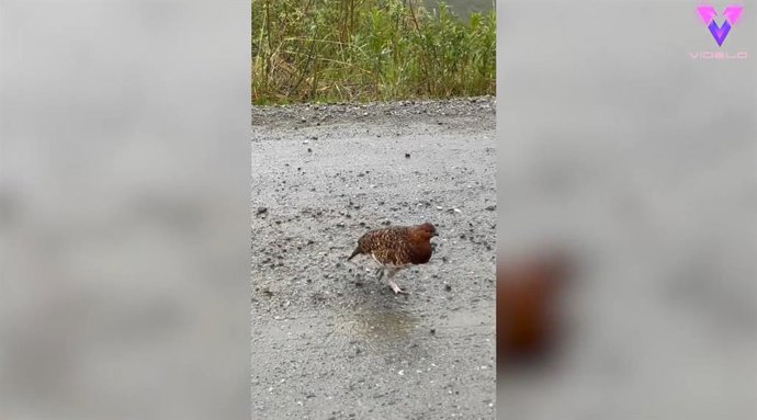 Este fotógrafo se topa con una curiosa enemiga: una perdiz