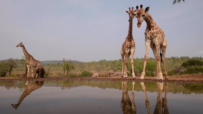 Esta fotógrafa capta unas espectaculares imágenes de animales salvajes en un safari en Sudáfrica