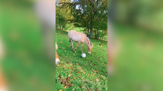 Este caballo podría triunfar en el fútbol: mira la ruleta que hizo