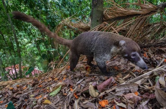 Un coatí se alimenta de frutos de palma en un bosque secundario, Panamá.