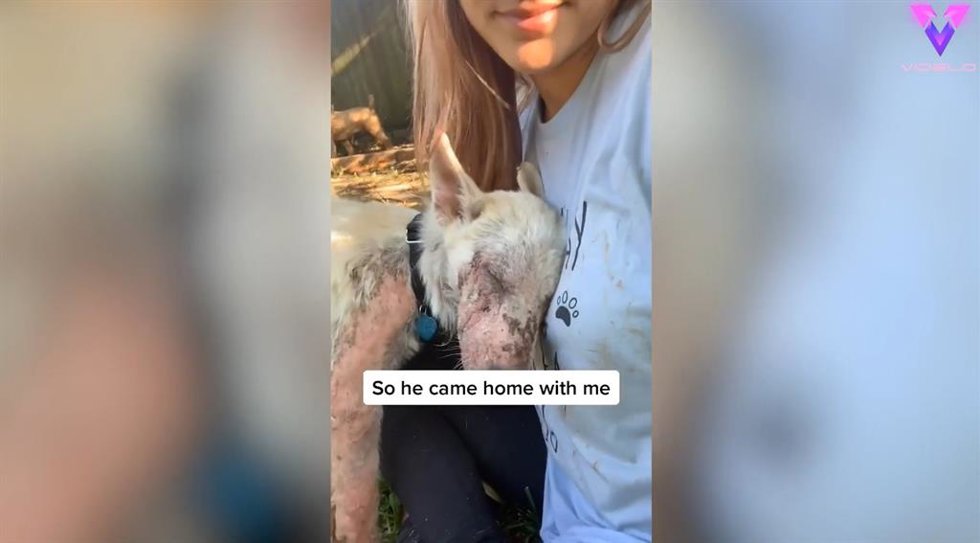 Esta mujer muestra en TikTok como cuida de cientos de perros y gatos rescatados de la calle