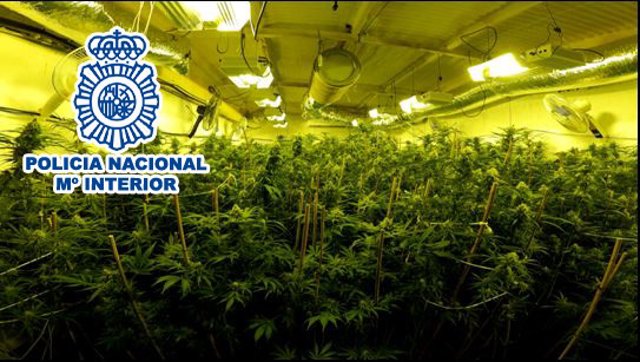 Cae un grupo criminal dedicado al cultivo y tráfico de marihuana en Elda que tenía con 332 plantas