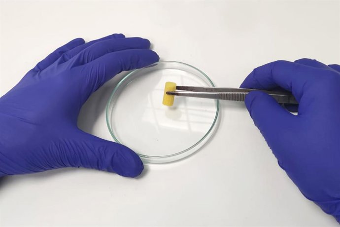 Investigadores de la UCV desarrollan un nuevo biomaterial capaz de regenerar huesos