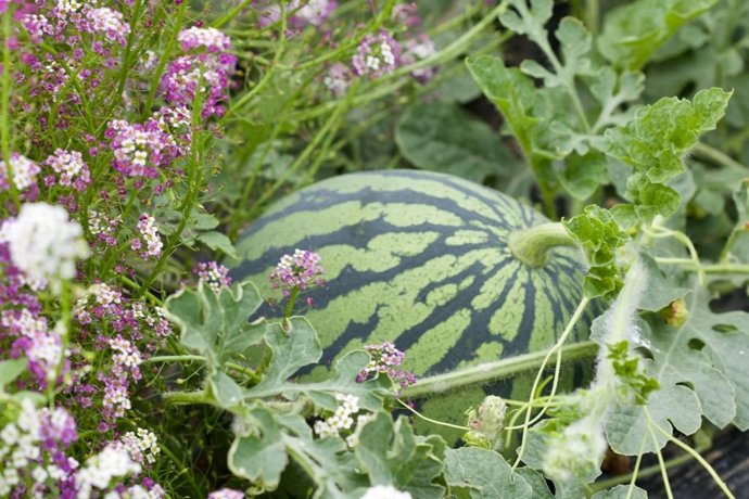 Archivo - Sandía cultivada mediante lucha biológica