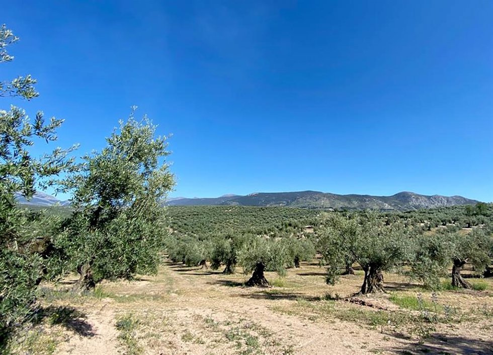 Olivar en Jaén.