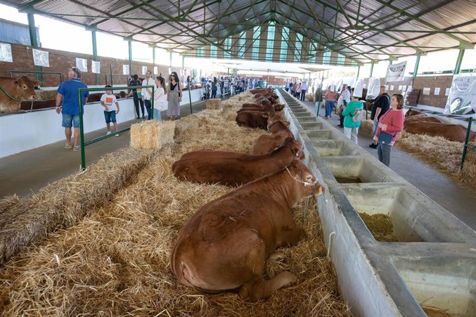 Archivo - Ganadería