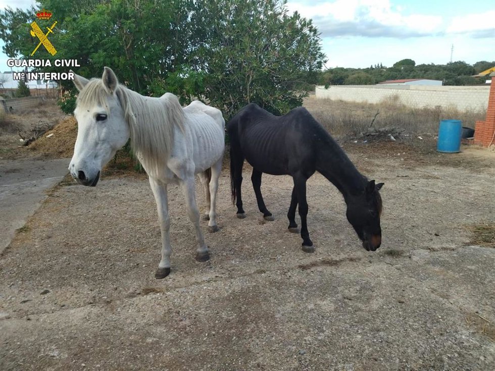 Yeguas rescatadas de la perrera ilegal en Chiclana.