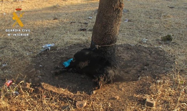 Cuerpo de un perro, atado al tronco de un árbol, totalmente desnutrido, en una imagen de archivo