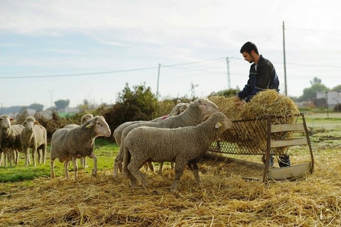 Un joven ganadero da de comer a sus ovejas.
