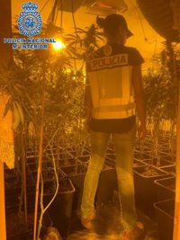 Desmantelada una plantación indoor de marihuana en un chalé de Algete