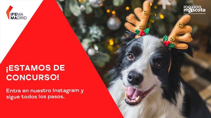 Concurso de perros 100x100mascota