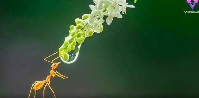 Las espectaculares imágenes en primer plano de los insectos más increíbles