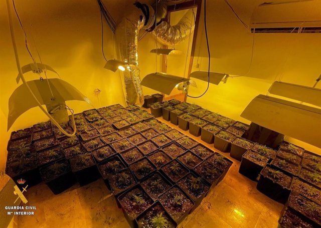 Plantas decomisadas en una vivienda de Abla (Almería)