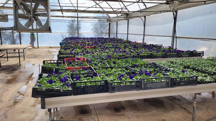 Plantas en el vivero municipal