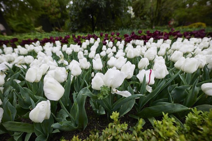Archivo - Tulipanes blancos en el Real Jardín Botánico, a 23 de abril de 2022, en Madrid (España). El Real Jardín Botánico de Madrid es un centro de investigación del Consejo Superior de Investigaciones Científicas (CSIC). Fernando VI ordenó la creación
