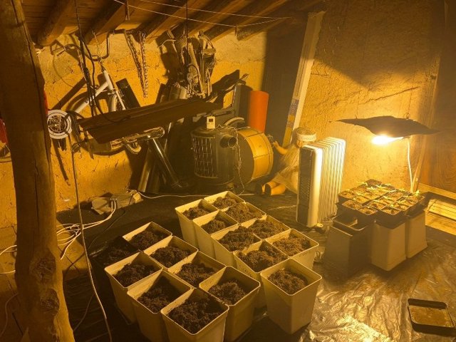 Cultivo 'indoor' de marihuana en la localidad soriana de Villálvaro.