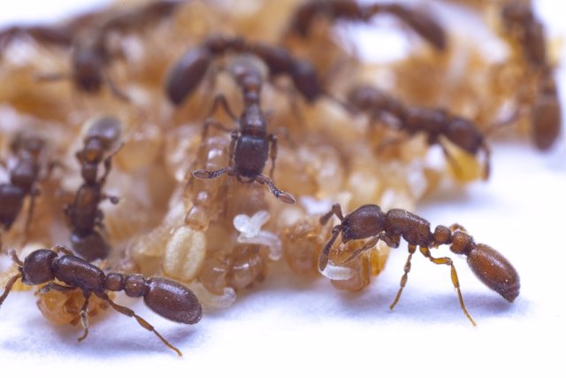 Un nido de hormigas asaltantes clonales con obreras, pupas y larvas jóvenes. Los trabajadores han colocado las larvas jóvenes sobre las pupas, donde se alimentan de las secreciones de las pupas.