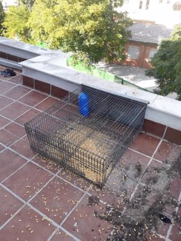 Suciedad en una terraza por las palomas