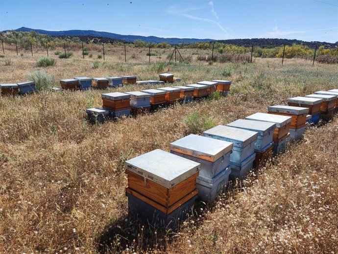 Archivo - Colmenas
