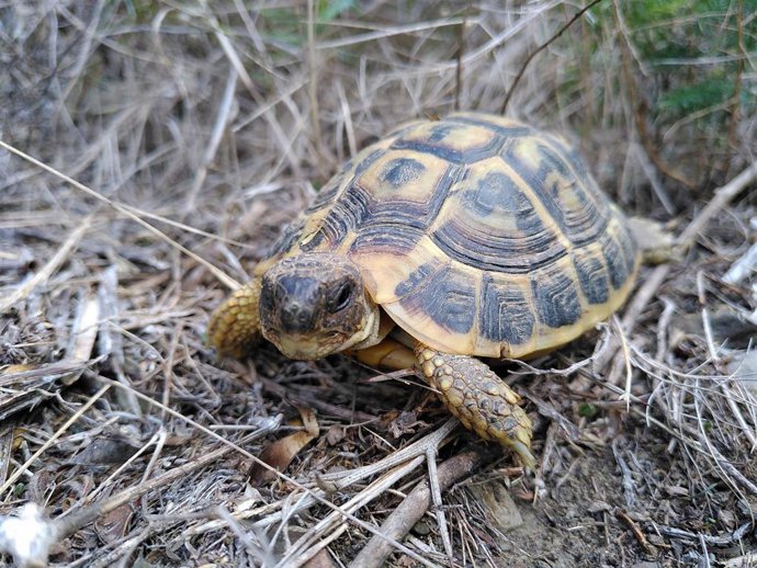 Imagen de un ejemplar de esta especie