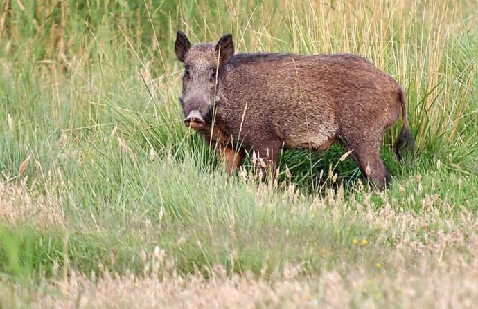 Archivo - Imatge de recurs d'un porc senglar