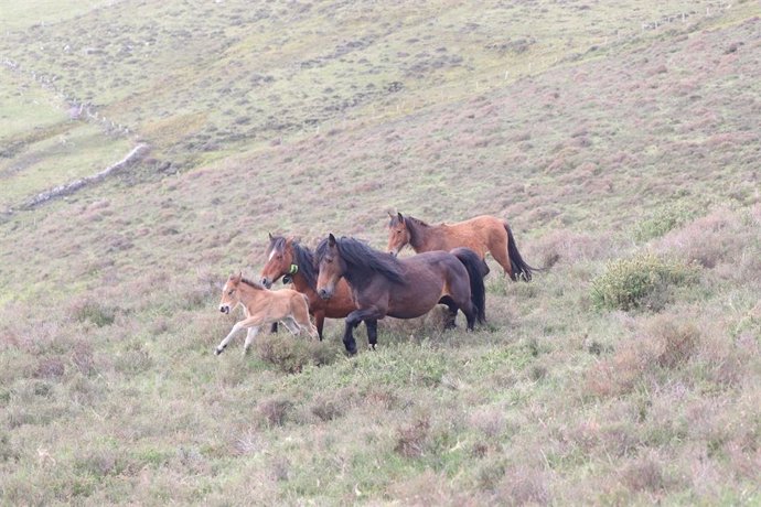 Caballos salvajes